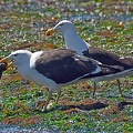 Kelp Gulls