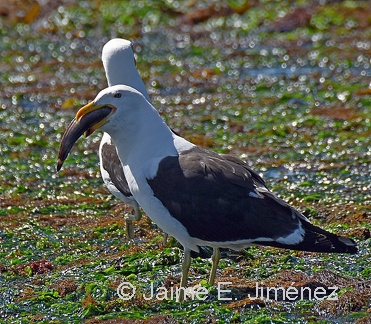 Kelp Gulls