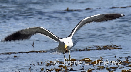 Kelp Gull
