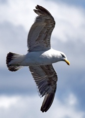 Kelp Gull