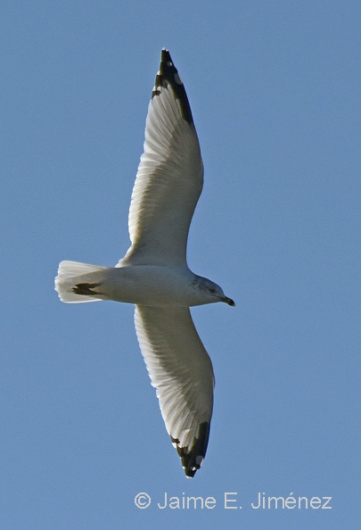 Leucaphaeus_pipixcan_Franklin_s_Gull_2.jpg