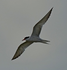 Common Tern