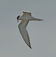 Common Tern