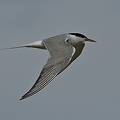 Common Tern