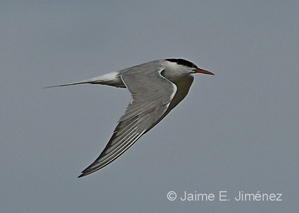 Common Tern