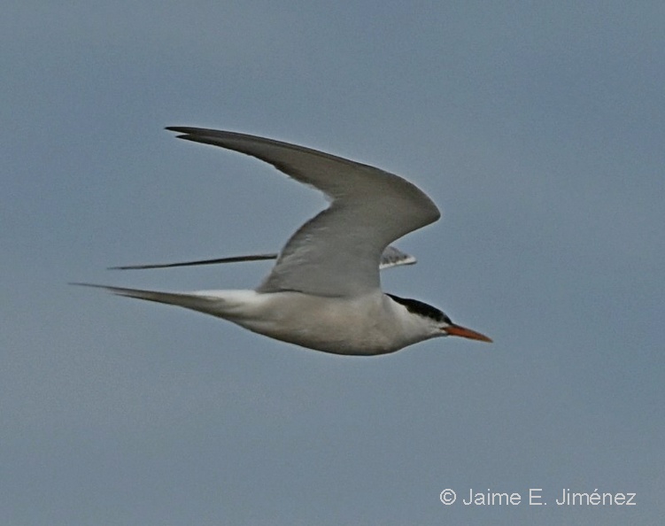 Common_Tern_Sterna_hirundo_Baltic_Sea_Sweden_4.jpg