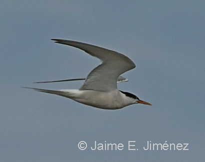 Common Tern
