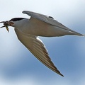 Common Tern