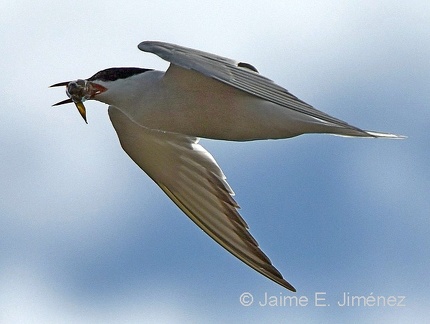 Common Tern