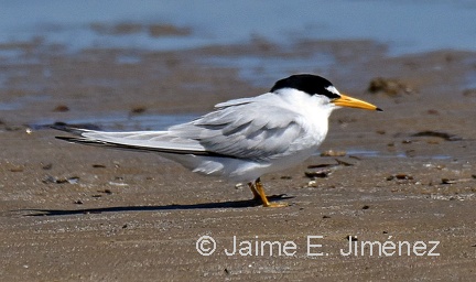 Least Tern