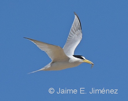 Least Tern