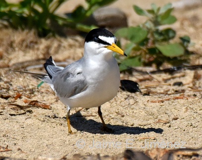 Least Tern
