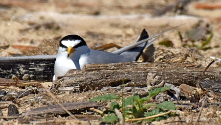 Least Tern