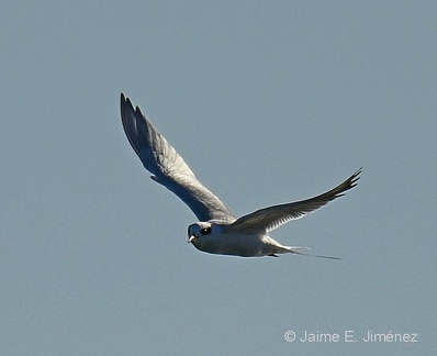 Least Tern