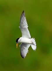 Least Tern