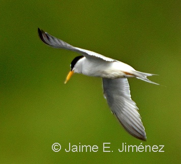 Least Tern