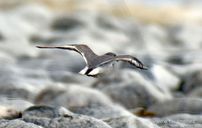 Magellanic_Plover_Pluvianellus_socialis_Laguna_Los_Palos_Punta_Arenas_Chile_5.jpg