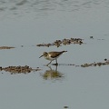 Common Sandpiper