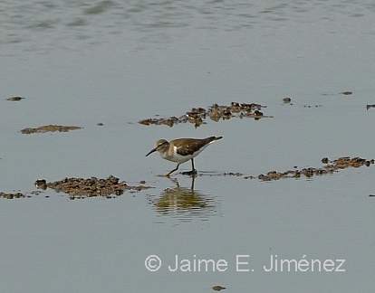 Common Sandpiper