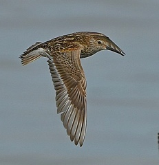 Dunlin