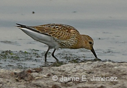 Dunlin