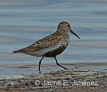 Dunlin