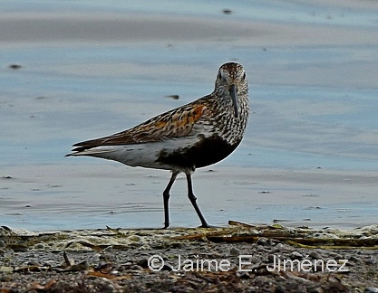 Dunlin