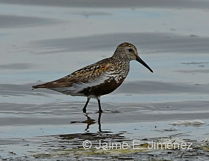 Dunlin