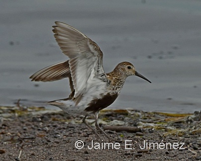 Dunlin