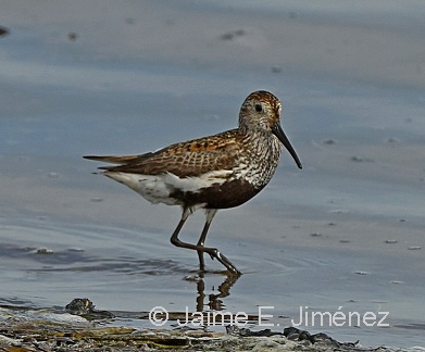 Dunlin