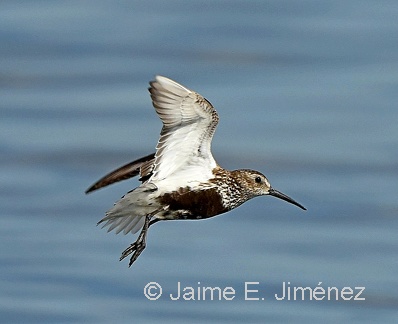 Dunlin
