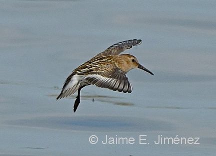 Dunlin