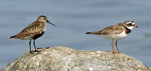 Dunlin and Ringed Plover