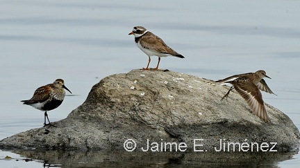Dunlin, Ringed Plover, Temminck's Stint