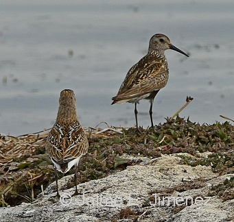 Dunlins