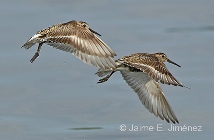 Dunlins