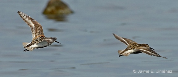 Dunlins