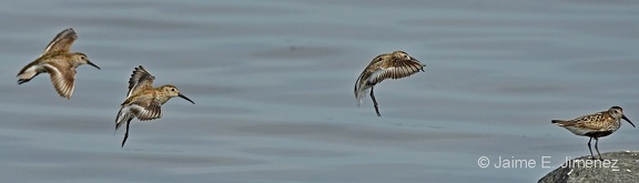Dunlins
