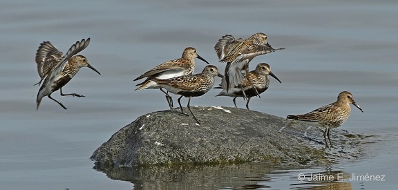 Dunlins
