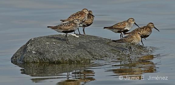 Dunlins
