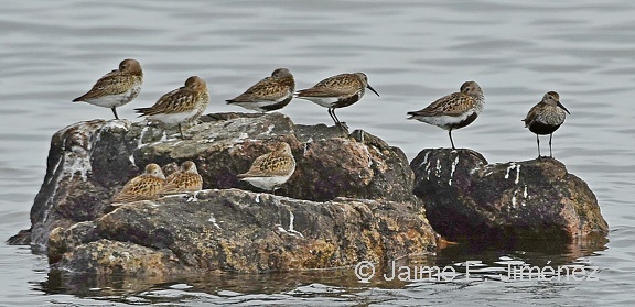 Dunlins