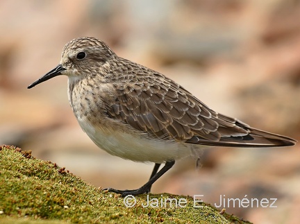Baird's Sandpiper