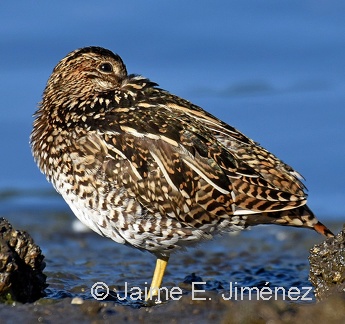 Magellanic Snipe