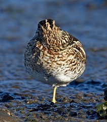 Magellanic Snipe