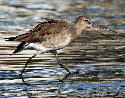 Hudsonian Godwit