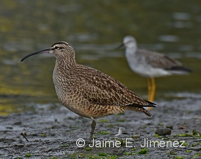 Hudsonian Whimbrel