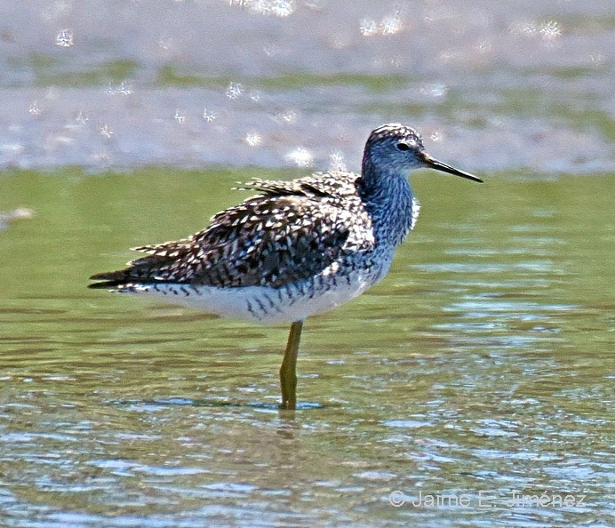 Lesser_Yellowlegs_Tringa_flavipes_Bolivar_Peninsula_TX_2.jpg