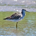 Lesser Yellowlegs