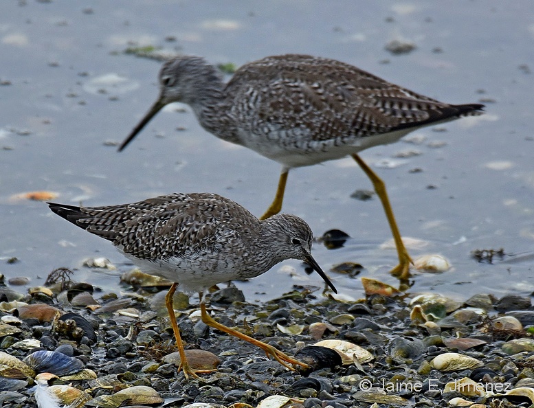 Lesser_Yellowlegs_Tringa_flavipes_Greater_Yelowlegs_Tringa_melanoleuca_Ten_Ten_Chiloe_Island_Chile.jpg