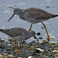 Lesser Yellowlegs and Greater Yellowlegs